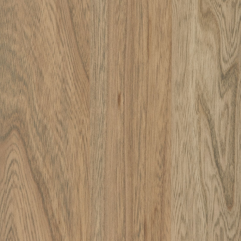 Spectrum-Elm-Seashell-D22N09096